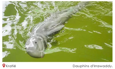 Cambodge Kratie dauphins dIrrawaddy p 1