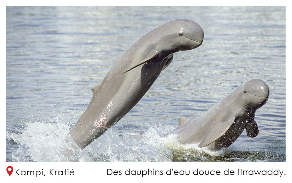 Des dauphins deau douce de lIrrawaddy Kampi Kratie