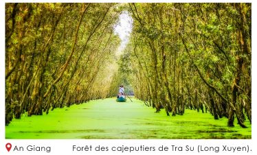 Foret des cajeputiers de Tra Su Long Xuyen