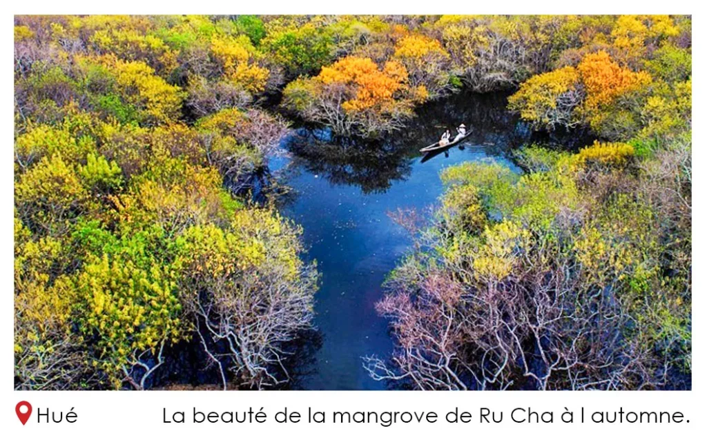 La beaute de la mangrove de Ru Cha a l automne