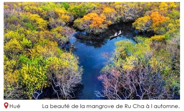 La beaute de la mangrove de Ru Cha a l automne
