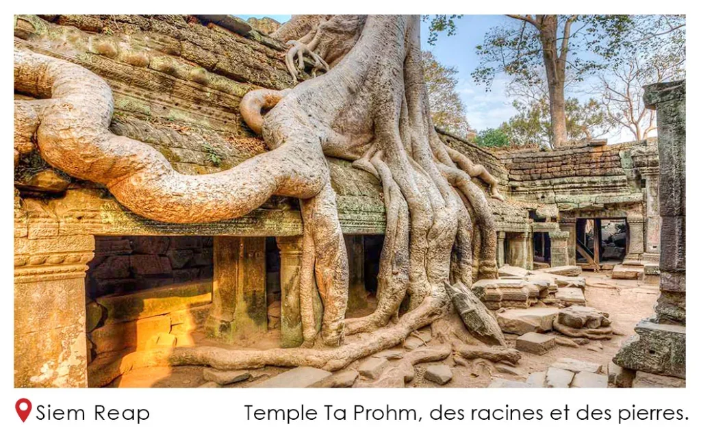 siem reap Ta Prohm