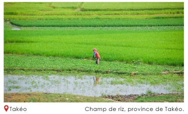 Champ de riz province de Takeo