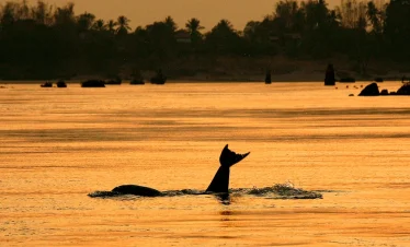 Irrawaddy