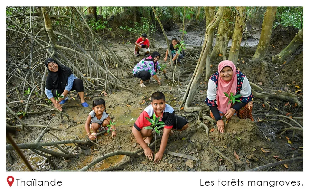 Les Forêts Mangroves