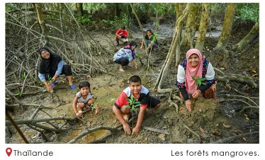 Les Forêts Mangroves