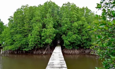 foret primaire de Koh Kong