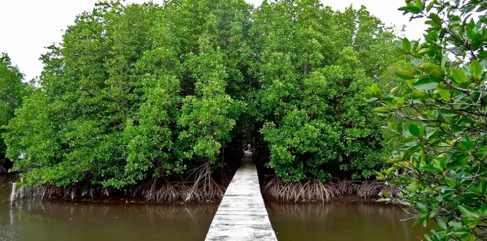 foret primaire de Koh Kong