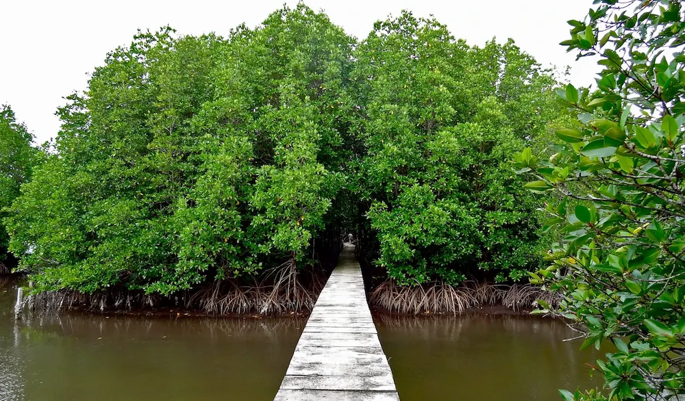 foret primaire de Koh Kong