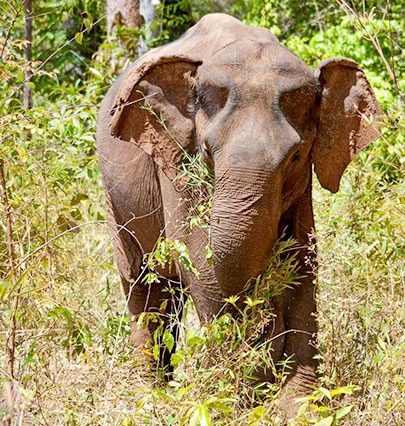 MONDULKIRI 6