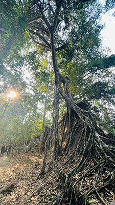 Angkor cambodge